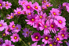 300 Gloria Cosmos Bipinnatus 2 Tone Pink Flower Seeds Garden Fresh USA Shipping - £9.65 GBP