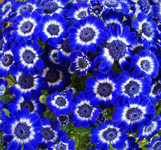 Bellis Perennis Flower, 50 Seeds D - $10.35