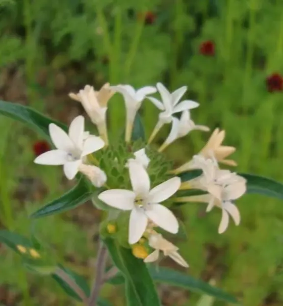 Top Seller 100 Large Flowered Phlox Collomia Grandiflora Flower Seeds - £11.46 GBP