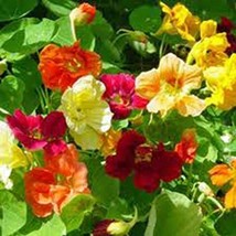 Tall Nasturtium 25+ Seeds, Beautiful Bright Vivid Colorful Blooms - $1.59