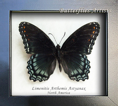 White Purple Admiral Limenitis Arthemis Real Butterfly Framed Entomology Display - £50.78 GBP