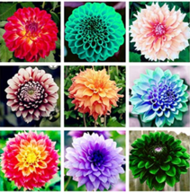 22 Kinds Of Dahlia Type Flower Dahlia Pachyderms Flower Plant Flowers Symbolizes - $13.80