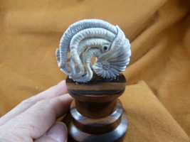 (Naut-w3) Nautilus shell w/ squid of shed ANTLER figurine Bali detailed ... - $133.93