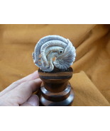 (Naut-w3) Nautilus shell w/ squid of shed ANTLER figurine Bali detailed ... - £105.01 GBP
