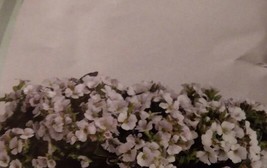 Gypsophila White Flower Seeds - $8.99