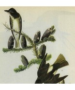 Olive Flycatcher Bird 1946 Color Plate Print John James Audubon Nature D... - $368.02 MXN