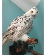 wall hanger taxidermy bird owl white large - $1,395.00