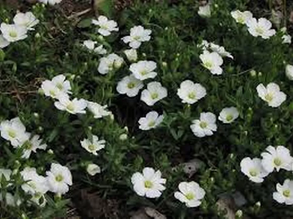 50 Seeds Arenaria Montana Seller US - $9.70