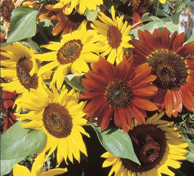 300 Sunflower Seeds Autumn Beauty Mix - £12.60 GBP