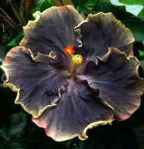 25 Yellow Black Hibiscus Flower Seeds Plants Garden Planting - £10.82 GBP