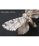 Real Leopard Tiger Moth Neocerura Liturata Framed Entomology Shadowbox D... - $1,265.56 MXN