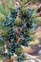 USA SELLER Puya Alpestris Sapphire Tower Seeds 10 Pack Elevate Your Garden With  - $12.69