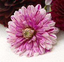 Smokey Decorative Dahlia - 1 Bulb - $31.99