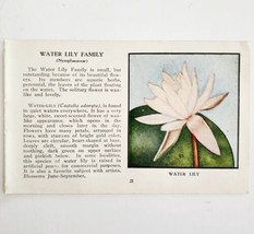 Water Lily Wild Flower 1932 Antique Color Plate Print Irving Lawson PGBG21C - £18.77 GBP