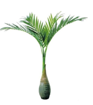 20 Pcs Exotic Bottle Palm Tropical Ornamental Tree ing Dark Green - $9.80