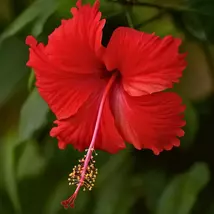 Lipstick Hardy Hibiscus Live Plant - Blooming Garden Accent - $89.92