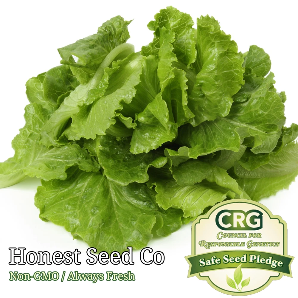 Black Seeded Simpson LEAF Lettuce | Non-GMO | Fresh Garden Seeds - $4.55