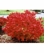 10 Dwarf Burning Bush Hardy Euonymus Alatus Shrub 4-10&quot; Tall Bare Root P... - $73.80 CAD