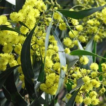 100 Formosan Koa Tree Seeds (Acacia Confusa) Fast Growing Flowering Exotic Plant - $13.00