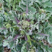 Fresh New 5 Sea Kale seeds zones: 39 - £15.74 GBP