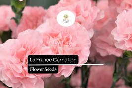 La France Carnation (Dianthus caryophyllus) – Elegant Pink Blooms with C... - $5.54