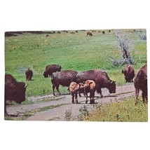 Postcard Buffalo Herd In Custer State Park South Dakota Chrome Unposted - £3.66 GBP