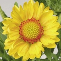 30 + Gaillardia Giallo Arizona Semi Di Fiori / Raramente Offerta Perenne - £11.37 GBP