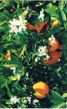 Florida Postcard Oranges and Orange Blossoms Same Time - £2.32 GBP