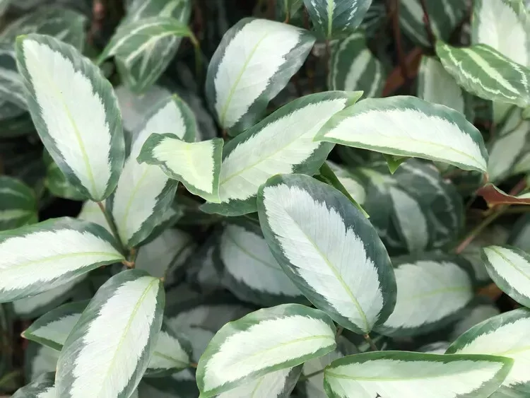 Silver Calathea Seeds for Garden Planting - USA  25+  Seeds  - $7.98