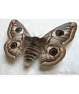 Saturnia Pavonia Female Ligurian Emperor Real Moth Framed Entomology Shadowbox - $72.99