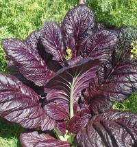 400 Seeds of Mustard Granet Giant Vegetable Seeds USA Grown - £14.35 GBP