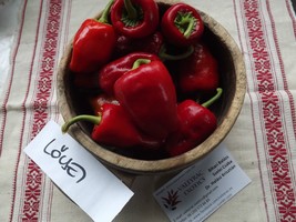 Lőcsei Chili Pepper - 10+ Seeds - Hungarian Rarity! Ch 092 - £2.38 GBP