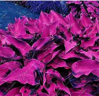 Fotcus Bonsai 100 Seeds Mixed Hosta Jardin Perennials Lily Flower Pot White Lace - £7.36 GBP