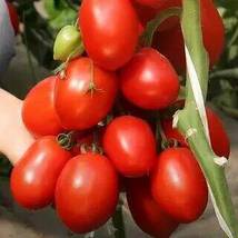 &#39;Feng Tao&#39; Bunches of Pink Red Cherry Tomato, 100 Seeds - £8.09 GBP