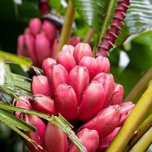 5 Dwarf Pink Banana Velvet Musa Velutina Flowering Fruit Tree Seeds Fresh Seeds - £14.20 GBP