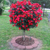 Heirloom Big Blooming Fresh Red Rose Tree For Landscape 50 Seeds Light Fragrant  - £5.45 GBP