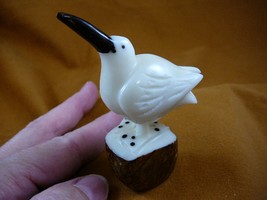 (TNE-BIR-BL-14c) little Blue footed booby bird TAGUA NUT palm figurine b... - $26.17