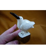 (TNE-BIR-BL-14c) little Blue footed booby bird TAGUA NUT palm figurine b... - $35.77 CAD