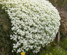 50 Seeds White Rockcress Flower - £7.76 GBP