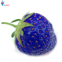 100Pcs African Blue Strawberry Seeds International Shipping - £7.91 GBP