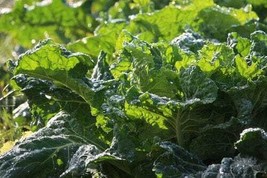 500 Seeds Mustard Green Florida Broad Leaf Heirloom NON-GMO Fresh Seeds - $122.55 MXN