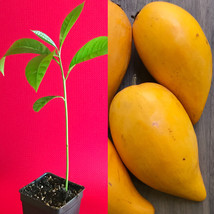 Canistel Yellow Sapote Egg Fruit Pouteria Campechiana Starter Plant Tree... - $25.73