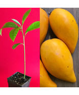 Canistel Yellow Sapote Egg Fruit Pouteria Campechiana Starter Plant Tree 7-12" - $25.73