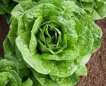 800 Seeds Romaine Parris Island Lettuce Seeds Fast Shipping - $8.99