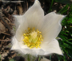 20 Seeds Pure White Anemone Pulsatilla Pasque Flower - £13.20 GBP