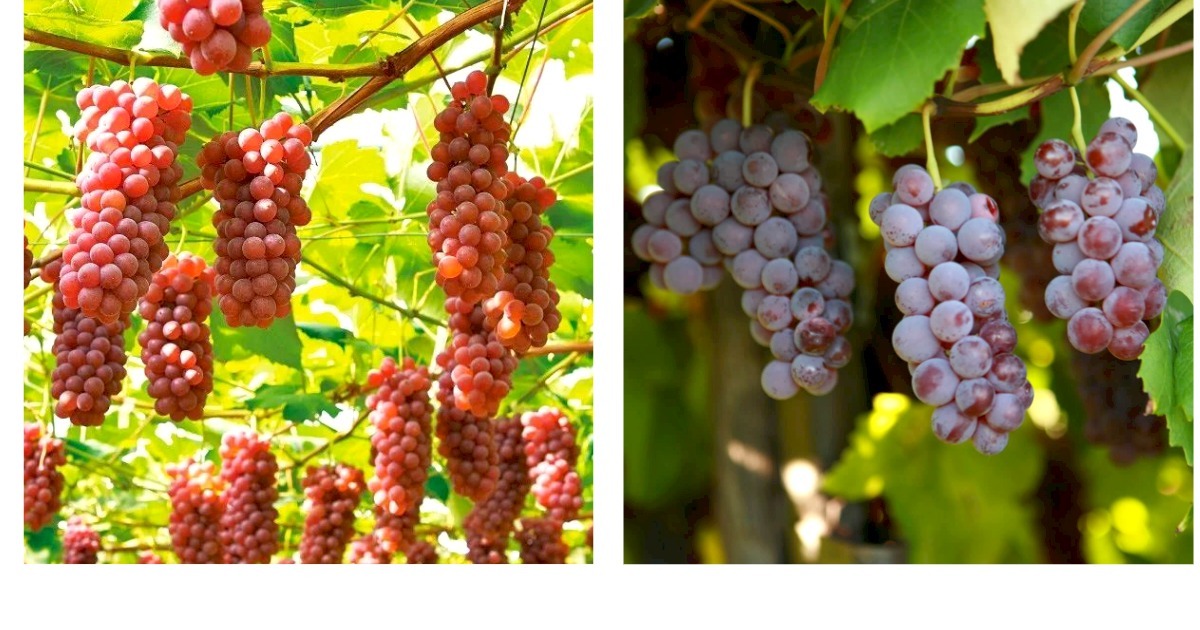 Delaware grape cuttings 5pcs Garden & Outdoor Living - $51.99