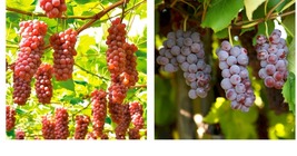 Delaware grape cuttings 5pcs Garden &amp; Outdoor Living - $51.99
