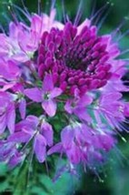 Light Purple Spider Flower Cleome 25 Seeds Garden USA Shipping - £10.45 GBP