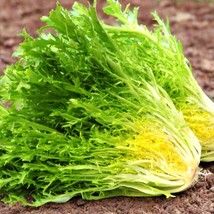 Frisee Endive Seeds Yellow Green Chicory Curly Leaf French Bitter Leafy Salad Gr - £6.35 GBP