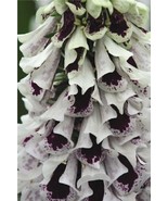 Fresh Seeds 50 Pams Split Mix Foxglove Digitalis Longlasting Annual Flow... - $20.00